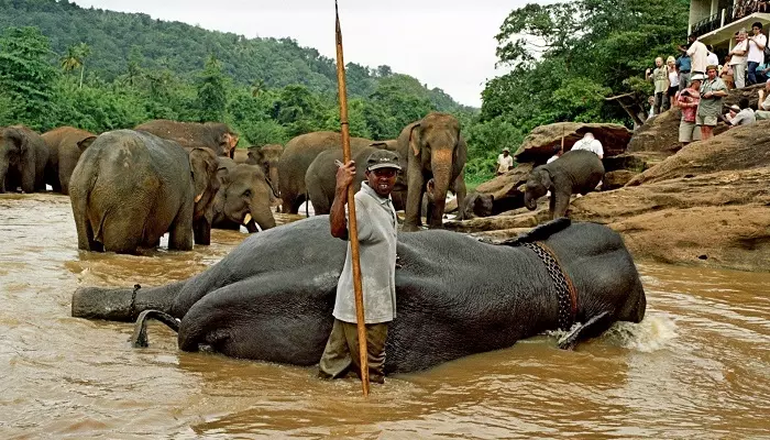 مرکز نگهداری فیل های پیناوالا سریلانکا